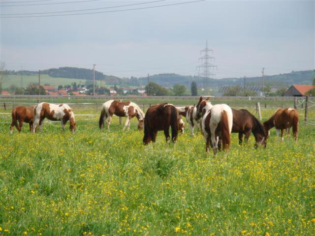 Chrom Ranch Reiterhof Bed & Breakfast Memmingen Ngoại thất bức ảnh